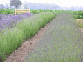 Great Lakes Lavender image 4
