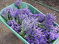 Great Lakes Lavender image 6
