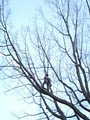 Green Crown Arborworks - Tree Care & Consulting image 5
