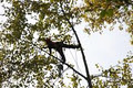Green Crown Arborworks - Tree Care & Consulting image 1