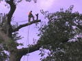 KC Tree Service & Removal image 1