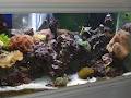 Living Aquarium image 3