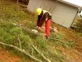 PIONEER Tree Removal image 4