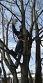 Professional Tree Services image 2