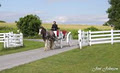 Regal Horse & Carriage image 2