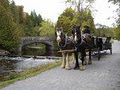 Regal Horse & Carriage image 1