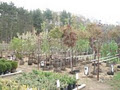 Sabbes Tree Farm image 3