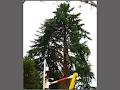Scotty Tree & Arborist Service image 4