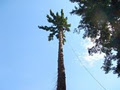 Scotty Tree & Arborist Service image 1