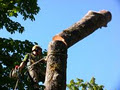 Ships Point Tree Service logo