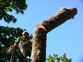 Ships Point Tree Service image 1