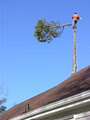 Simcoe Muskoka Tree Services image 4