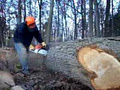 Simcoe Muskoka Tree Services image 5