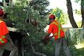 Stiles Tree Service Inc image 5