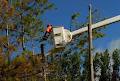 Stiles Tree Service Inc image 6