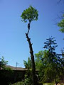 Tamm's Tree Service image 2