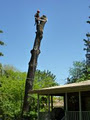 Tamm's Tree Service image 3
