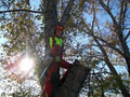 Tamm's Tree Service image 5