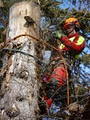 Tamm's Tree Service image 1