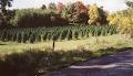 Taylor Tree Farms Ltd image 6