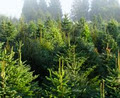 Timberosa Tree Farm image 2