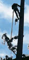 URBAN LUMBERJACK TREE SERVICE image 3