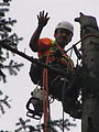 Victoria Tree Service Inc. logo