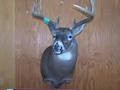 Whitetail Taxidermy image 2