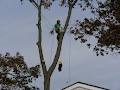 arbor barber tree services image 2