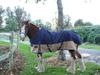 www.ChampionHorseBlankets.com image 5