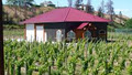 Camelot Vineyards image 1