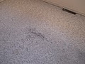Certified Carpet Cleaning Ltd. image 3