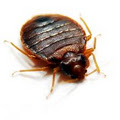 CridX Pest Solutions image 2