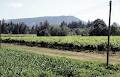 Deol Vineyard image 2
