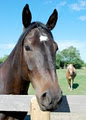 Equine Facilitated Therapy Centre image 2