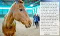 Equine Facilitated Therapy Centre image 4