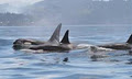 Experience Sooke - Whale Watching & Marine Wildlife Tours image 2
