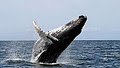 Experience Sooke - Whale Watching & Marine Wildlife Tours logo