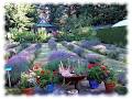 Happy Valley Lavender & Herbs image 2