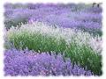 Happy Valley Lavender & Herbs image 1
