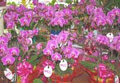 Hughs Flowers - Richmond Florist Flowers Shop,Arrangements,Pots,Plants,Delivery logo