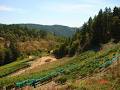 Malahat Estate Vineyard image 1