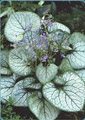 Pacific West Perennial Growers image 4