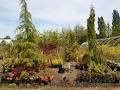 Queenswood Nursery of Victoria 2003 Ltd image 2