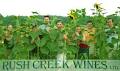 Rush Creek Wines LTD image 6