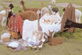 Spinning Wheel Alpacas image 3