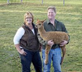Spinning Wheel Alpacas image 4