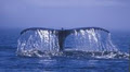 Stubbs Island Whale Watching image 2