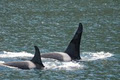 Stubbs Island Whale Watching image 4