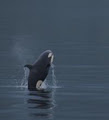 Stubbs Island Whale Watching image 6